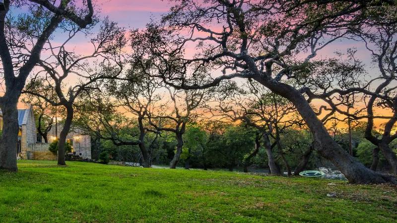 A live oak on a Hill Country hillside at dusk